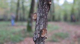 Ormanya’da doğaseverler mantarları inceledi ve kuş halkalama çalışmalarını izledi