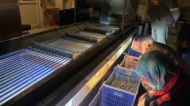 Osmaneli'nde zeytin hasadı sona erdi: Verim düştü, yağlık azaldı