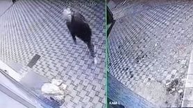 Osmangazi Alemdar'da pazar arabası hırsızlığı