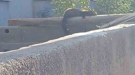 Osmaniye'de nadir misafir: Sansar şehir merkezinde duvarda güneşlendi