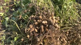 Osmaniye yer fıstığı yaprakları balyalanıp hayvan yemi oluyor