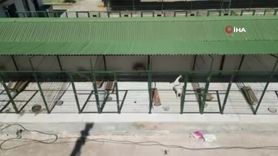 Parçalı kırık ayağı ameliyatlanan köpek 'Şans' eski sağlığına kavuştu