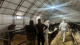 Pertek'te kırsala bereket: Genç veterinere 30 baş gebe etçi düve