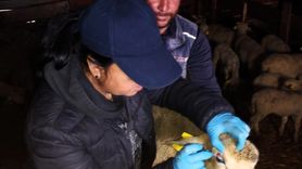 Pınarhisar'da küçükbaş hayvanlara küpe ve sağlık kontrolleri yapıldı