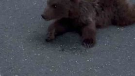 Safranbolu Beştepeler'de yaralı yavru ayı DKMP ekiplerine teslim edildi