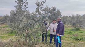 Salihli'de Ücretsiz Zeytin Budama Eğitimi Düzenleniyor