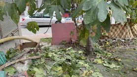 Samsun’da 3’üncü kattan düşen 63 yaşındaki adam incir ağacında kurtuldu