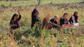Samsun'da tarımsal ve hayvansal üretime kapsamlı destek