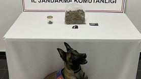 Şanlıurfa'da jandarma operasyonu: 1 gözaltı