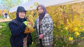 Sarıgöl'de örtü altı üzüm kesimi Aralık 2025'te de devam ediyor