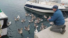 Şarköy'ün maskotu 'Vakvaklar' — Balıkçı Limanı'nda 30 kaz