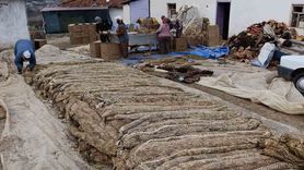 Selendi'de tütün hasadı sona erdi, kolileme başladı