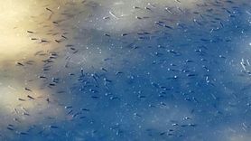 Seyhan Nehri'nde oksijen yetersizliği balık ölümlerine yol açtı