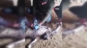 Sivas'ta Yaralı Dağ Keçisi 'Garip' Tedavi Edilip Doğaya Bırakıldı