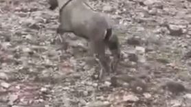 Sivas'ta yaralı dağ keçisi Garip tedavi edilip doğaya bırakıldı