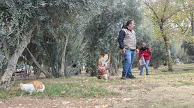 Siverek'te sokak kedilerine mama desteği