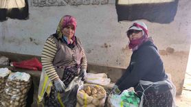 Şuhut'ta patates hasadı tamamlandı: Depolama süreci başladı