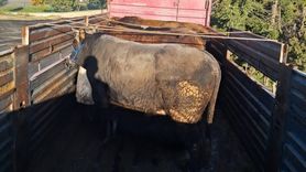 Tekirdağ'da kaçak hayvan sevkiyatına müdahale: 6 büyükbaş alıkonuldu