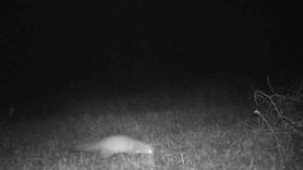 Tekirdağ ormanlarında porsuk ve kaya sansarı fotokapana takıldı