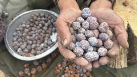 Toros Dağları'nda andız kozalaklarından şifa pekmezi