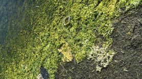 Tuzla Sulak Alanı flamingolarla renklendi