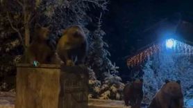 Uludağ eteklerinde kış uykusuna yatmayan ayılar çöp konteynerinde görüntülendi