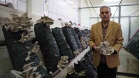 Üniversitede uygulamalı mantar üretimi: eğitim ve satış bir arada