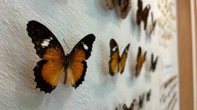 Van YYÜ Böcek Araştırma Koleksiyonu büyüyor: Binlerce kelebek arşivleniyor