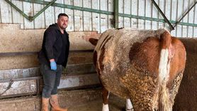 Yenişehir'de şap mağduru üretici bir büyükbaşını daha kaybetti