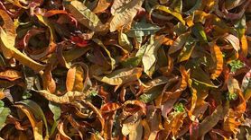 Yorgun meyve ağaçları sonbahar renklerine büründü