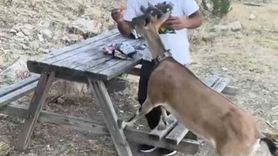 Yozgat'ta dağ keçisini elleriyle besledi