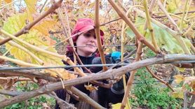 Yüksek Budama Ücreti Sarıgöllü Üreticileri Aileyle Bağlara Çekti