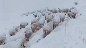 Yüksekova'da koyun sürüsünün kar ve sise karşı zorlu yürüyüşü