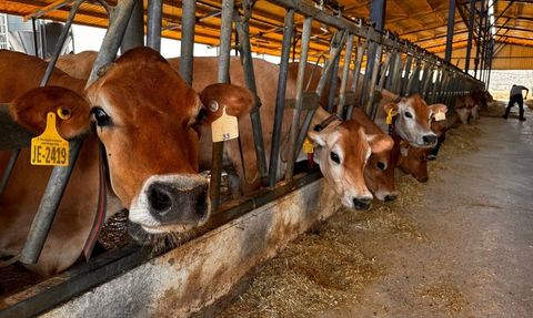 İzmir'den Konya'ya Yerli Boğalar Gönderildi