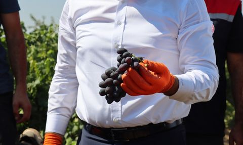 Hatay'da Üzüm Hasadı Nefes Kestikten Başladı