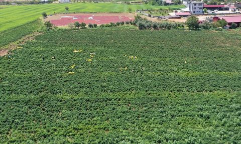 Maraş Biberinin Hasadı Başladı: Tarımsal Destek ile Üretim Artışı
