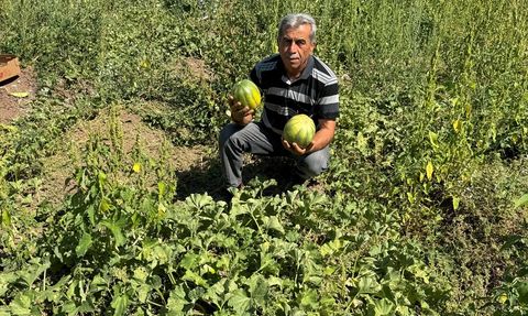 Yozgat'ta Coğrafi İşaretli Bağrıbütün Kavunu Hasadı Başladı