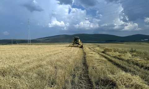 Ardahan'da Kavılca Buğdayı Hasat Dönemi Başladı