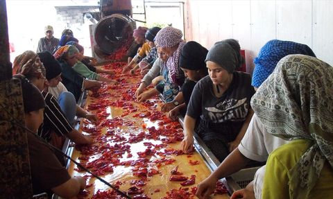 Tescilli İslahiye Biberinin Salça Yolculuğu Başladı