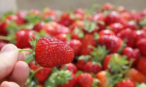 Ordu'da Çilek Üretimi Rekor Kırdı