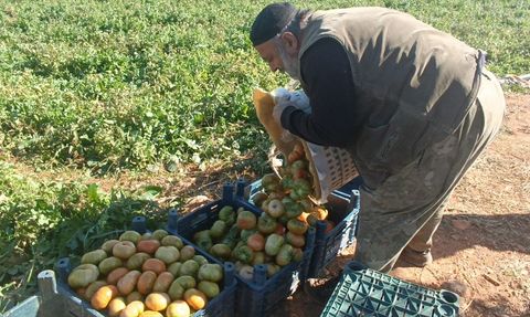 Adana'da Güz Domatesi Hasadı Başladı