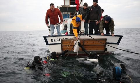 Gelibolu Sualtı Parkı'nda 400 Istakoz Salındı