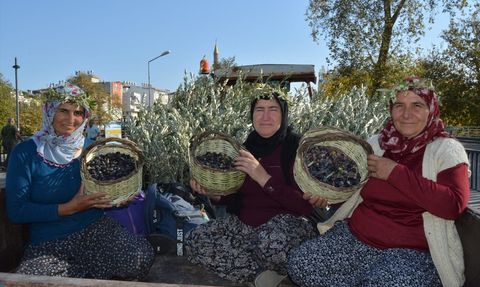 Manavgat Zeytin ve Zeytinyağı Festivali Coşku ile Başladı