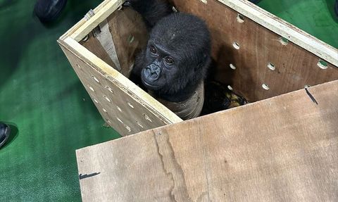 İstanbul Havalimanı'nda Nesli Tükenmekte Olan Goril Yavrusu Yakalandı