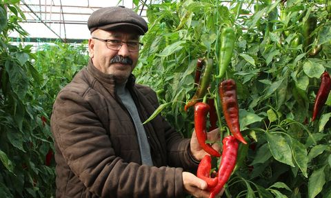 Kaş'ta 'Kör Duman' Tarıma Katkı Sağlıyor