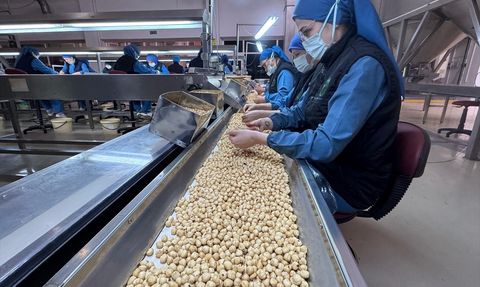 Türkiye'nin Fındık İhracatında Almanya Lider