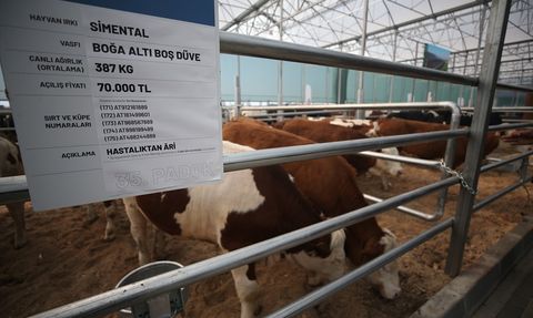 Çanakkale'de Hayvan Mezatında 190 Büyükbaş Aracısız Satıldı