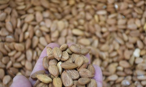 Malatya'nın Kuru Kayısı İhracatı 240 Milyon Dolar Gelir Elde Etti