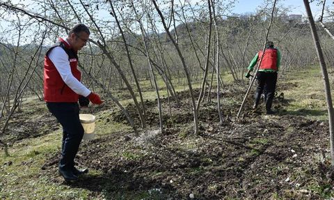 Fındık Üretiminde Doğru Gübreleme İle Verim ve Kalite Artışı