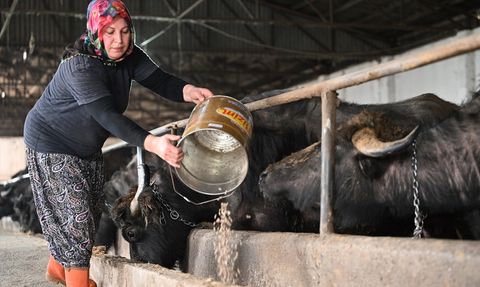 Kadın girişimcinin manda çiftliği hikayesi